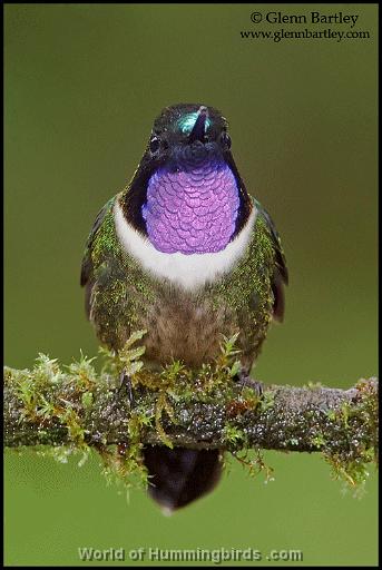 Hummingbird Garden Catalog: Amethyst-Throated Sunangel